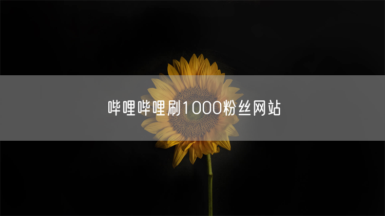 哔哩哔哩刷1000粉丝网站