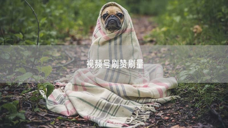 视频号刷赞刷量