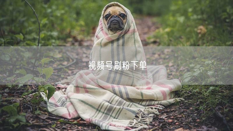 视频号刷粉下单