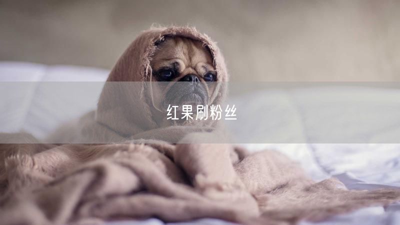 红果刷粉丝