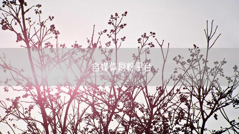自媒体刷粉平台
