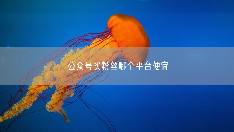 公众号买粉丝哪个平台便宜
