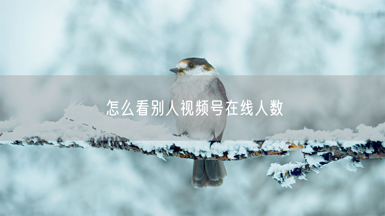 怎么看别人视频号在线人数
