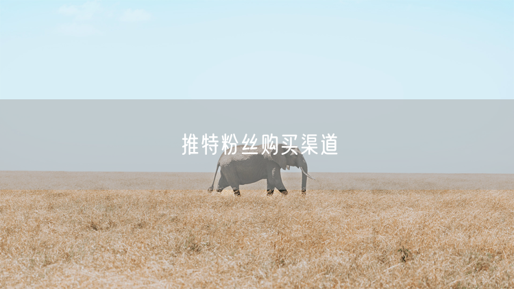 推特粉丝购买渠道