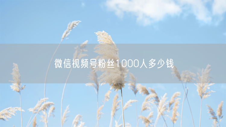 微信视频号粉丝1000人多少钱