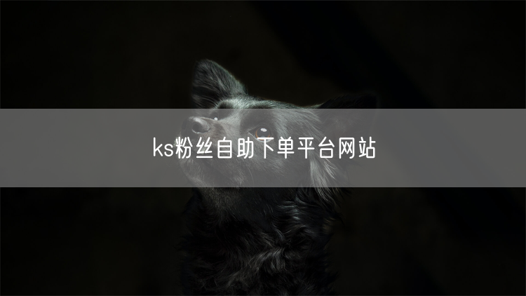 ks粉丝自助下单平台网站