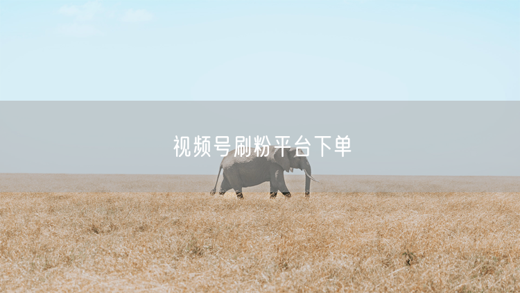视频号刷粉平台下单
