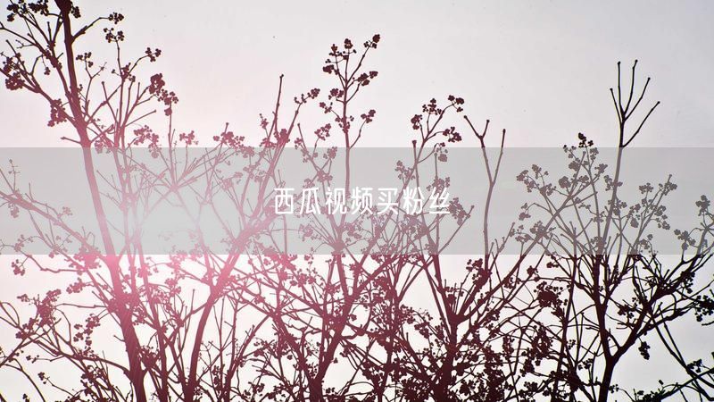 西瓜视频买粉丝