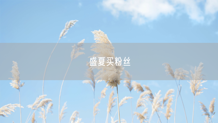 盛夏买粉丝